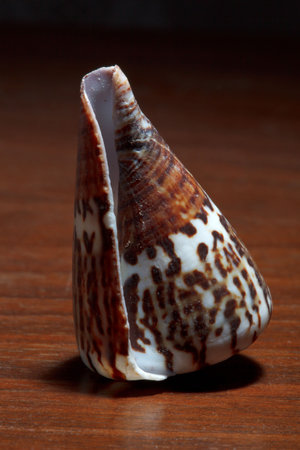 Conch on wood texture