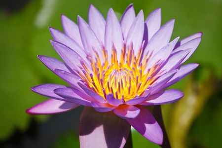 Purple lotus close upの写真素材