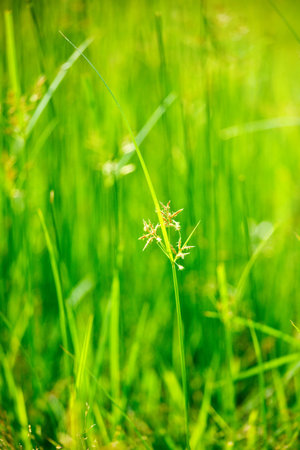 Green grass - very shallow depth of field