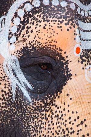 Close up photo of  sacred elephant eye in Hindu temple
