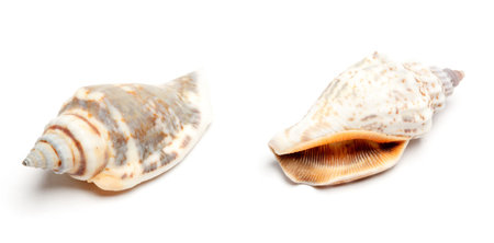 Two conches isolated on white backgroundの写真素材