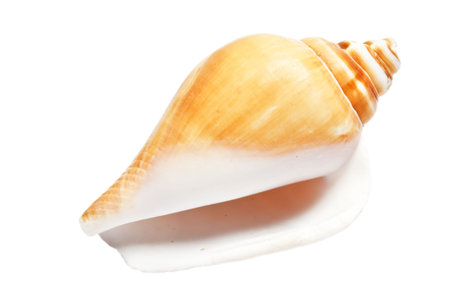 Conch isolated on white backgroundの写真素材