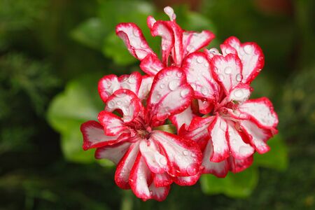 Tropical flowers with morning dewの写真素材
