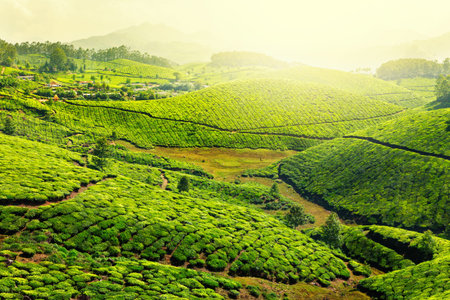 Tea plantations in morning fog. Munnar, Kerala, India