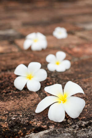 Frangipani (plumeria) spa flowers on stonesの写真素材