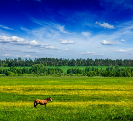 Spring summer background - green grass field meadow scenery lanscape under blue sky with grazing horseの写真素材