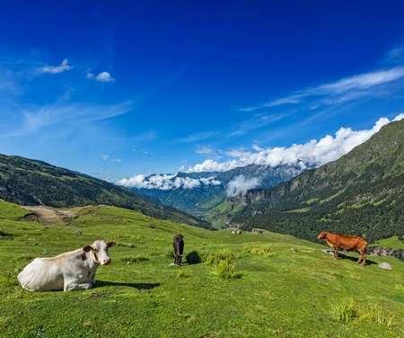 Serene peaceful landscape background - cows grazing on alpine meadow in Himalayas mountains. Himachal Pradesh, Indiaの写真素材