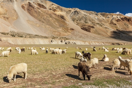 Herd of Pashmina sheep and goats grazing in Himalayas. Himachal Pradesh, Indiaの写真素材