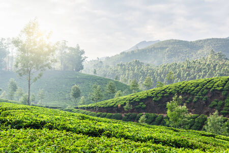 Kerala India travel background - green tea plantations in Munnar, Kerala, India in the morning on sunriseの写真素材