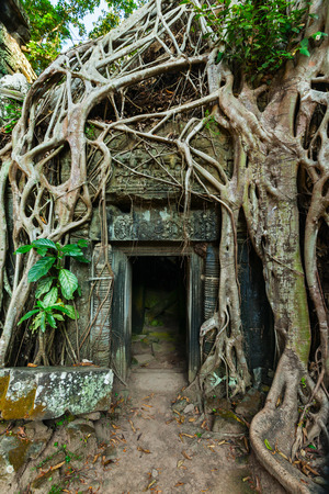 ancient stone door and tree roots, Ta Prohm temple ruins, Angkor, Cambodiaの写真素材