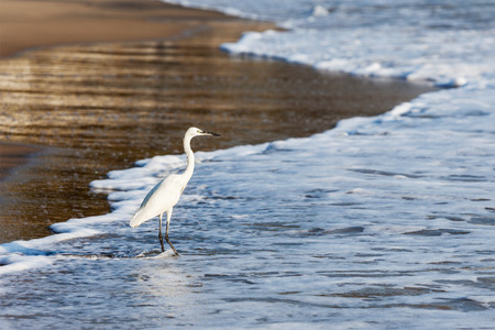 Little Egret (Egretta garzetta) - small white heron on beach, Indiaの写真素材