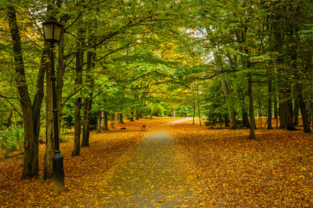 Alley in autumn park with yellow leaves on ground