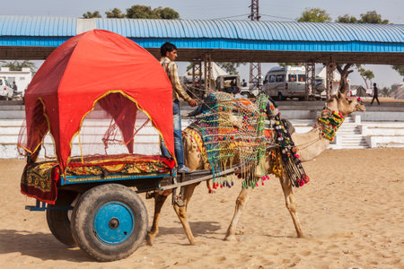 PUSHKAR, INDIA - NOVEMBER 22, 2012: Camel "taxi" for tourists at Pushkar camel fair (Pushkar Mela) -  annual five-day camel and livestock fair, one of the world's largest camel fairs and tourist attractionのeditorial素材