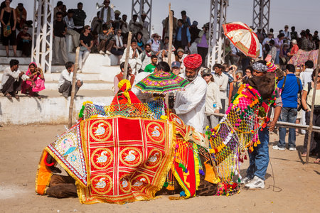 PUSHKAR, INDIA - NOVEMBER 22, 2012: Man decorating his camel for camel decoration contest at Pushkar camel fair (Pushkar Mela) -  annual five-day camel and livestock fair, one of the world's largest camel fairs and tourist attractionのeditorial素材