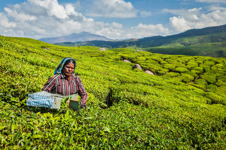 KERALA, INDIA - FEBRUARY 18, 2014: Unidentified Indian woman harvests tea leaves at tea plantation at Munnar. Only the uppermost leaves are collected, and workers collect daily up to 30 kilos of tea leavesのeditorial素材