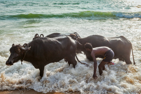 CHENNAI, INDIA - FEBRUARY 10, 2013: Man mashing cows in sea in the morning on Marina beach. Cow is a sacred animal in Hinduismのeditorial素材
