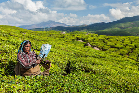 KERALA, INDIA - FEBRUARY 18, 2014: Unidentified Indian woman harvests tea leaves at tea plantation at Munnar. Only the uppermost leaves are collected, and workers collect daily up to 30 kilos of tea leavesのeditorial素材