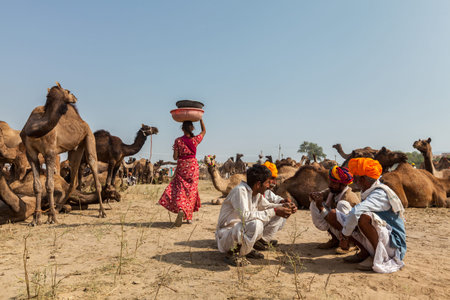 PUSHKAR, INDIA - NOVEMBER 20, 2012: Indian men and woman and camels at Pushkar camel fair (Pushkar Mela) -  annual five-day camel and livestock fair, one of the world's largest camel fairs and tourist attractionのeditorial素材