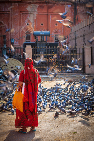 JAIPUR, INDIA - NOVEMBER 18, 2012: Indian woman in sari feeding pigeons in street. Hindus and Sikhs feed pigeons for religious reasonのeditorial素材