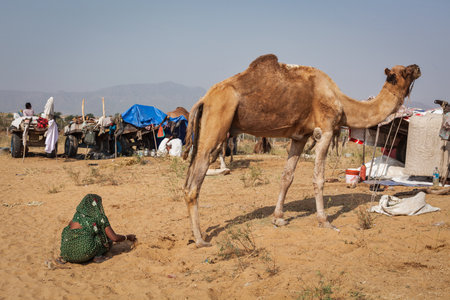 PUSHKAR, INDIA - NOVEMBER 20, 2012: Indian woman collecting camel camel dung for fire fuel at Pushkar camel fair (Pushkar Mela) -  annual five-day camel and livestock fair, one of the world's largest camel fairs and tourist attractionのeditorial素材