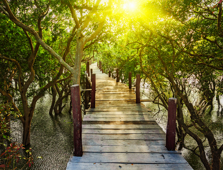 Wooden bridge in flooded rain forest jungle of mangrove treesの写真素材