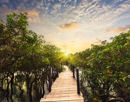 Wooden bridge in flooded rain forest jungle of mangrove treesの写真素材