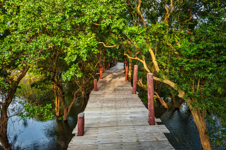 Wooden bridge in flooded rain forest jungle of mangrove treesの写真素材
