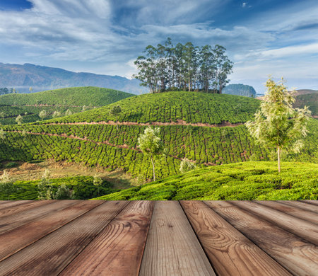 Green tea plantations in Munnar, Kerala, India