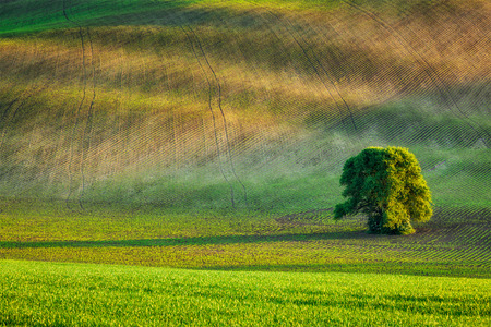 Lonely tree in olling fieldsの写真素材