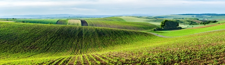 Moravian rolling landscape with treesの写真素材