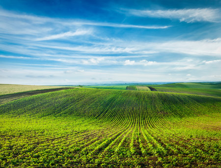 Rolling fields of Moravia