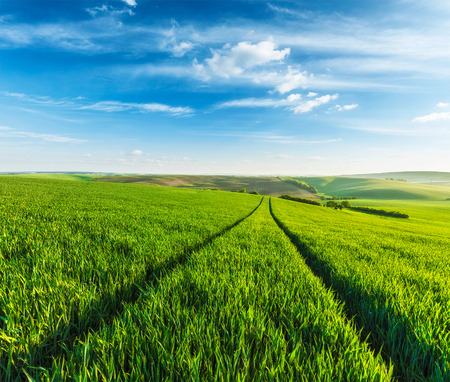 Rolling summer landscape with green grass field under blue skyの写真素材