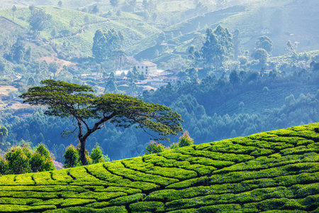 Tree in tea plantations, Munnar, Kerala state, India