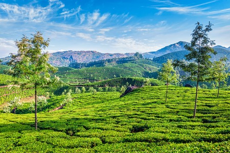 Green tea plantations in the morning, Munnar, Kerala state, Indiaの写真素材