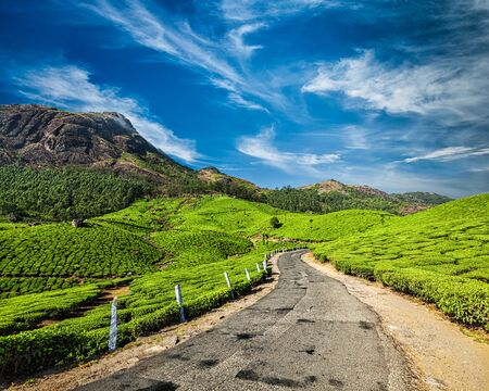 Scenic road in green tea plantations, Munnar, Kerala state, Indiaの写真素材