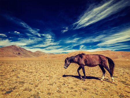 Vintage retro effect filtered hipster style image of horse in Himalayas. Ladakh, Indiaの写真素材