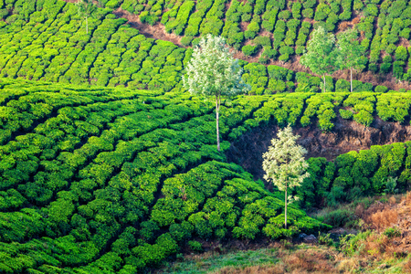 Tea plantations in the morning. Kerala, Indiaの写真素材