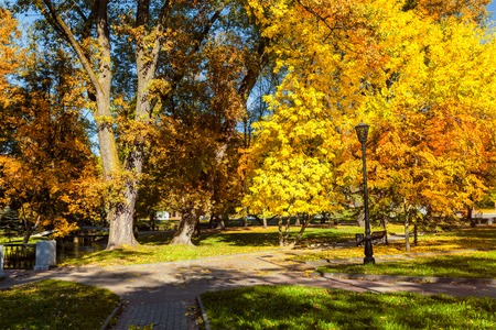 Autumn colors - fall in park with yellow leaves foliage treesの写真素材