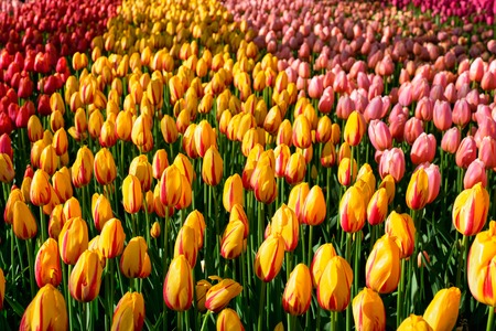 Blooming tulips flowerbed in Keukenhof flower garden, Netherlandの写真素材