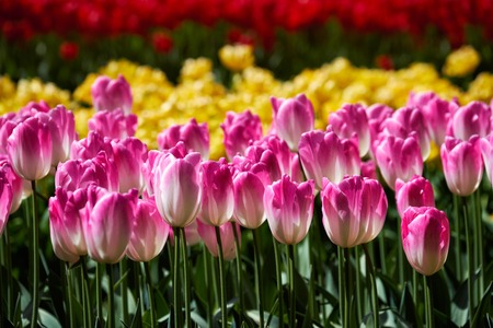 Blooming tulips flowerbed in Keukenhof flower garden, Netherlandの写真素材