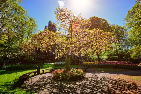 Blooming tree in Keukenhof flower garden, Netherlandsの写真素材