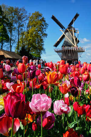 Blooming tulips flowerbed and windmill in Keukenhof flower gardeのeditorial素材