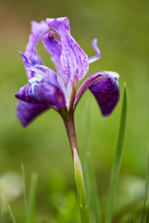 Himalayan Iris close upの写真素材