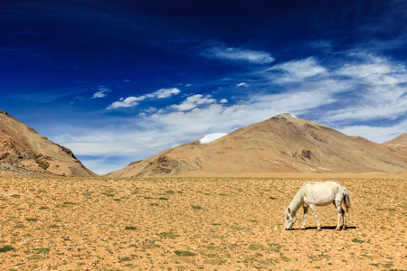 Horse grazing in Himalayas. Ladakh, Indiaの写真素材