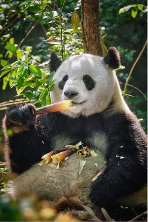 Giant panda bear in Chinaの写真素材