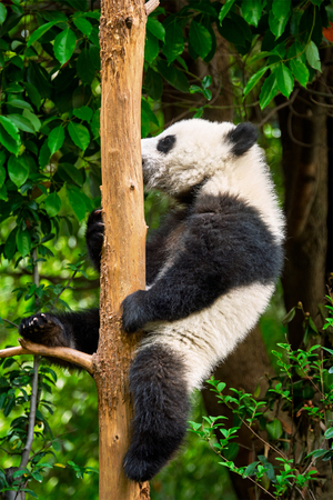 Giant panda bear in Chinaの写真素材