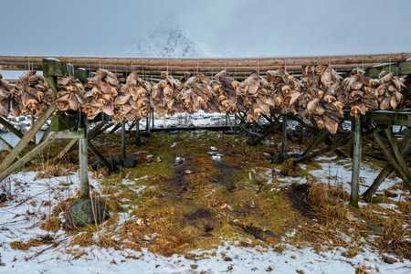 Drying flakes for stockfish cod fish in winter. Lofoten islands,の写真素材
