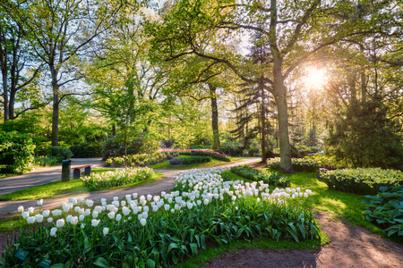 Keukenhof flower garden. Lisse, the Netherlands.の写真素材