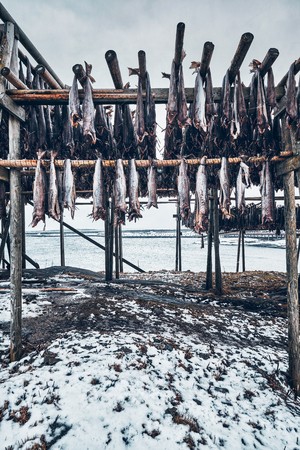 Drying flakes for stockfish cod fish in winter. Lofoten islands,の写真素材