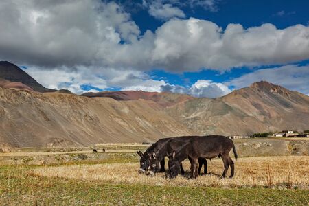 Donkeys grazing in Himalayasの写真素材